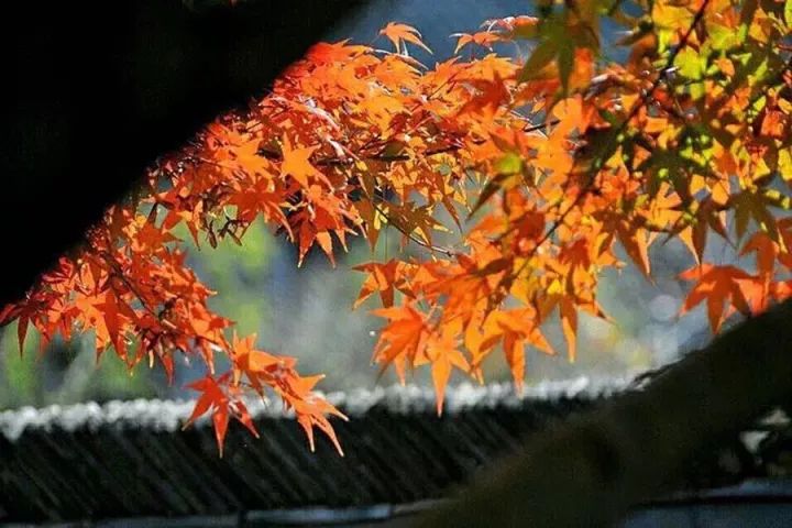 如何用诗经和楚辞取名字,如何用诗经取一个好名字