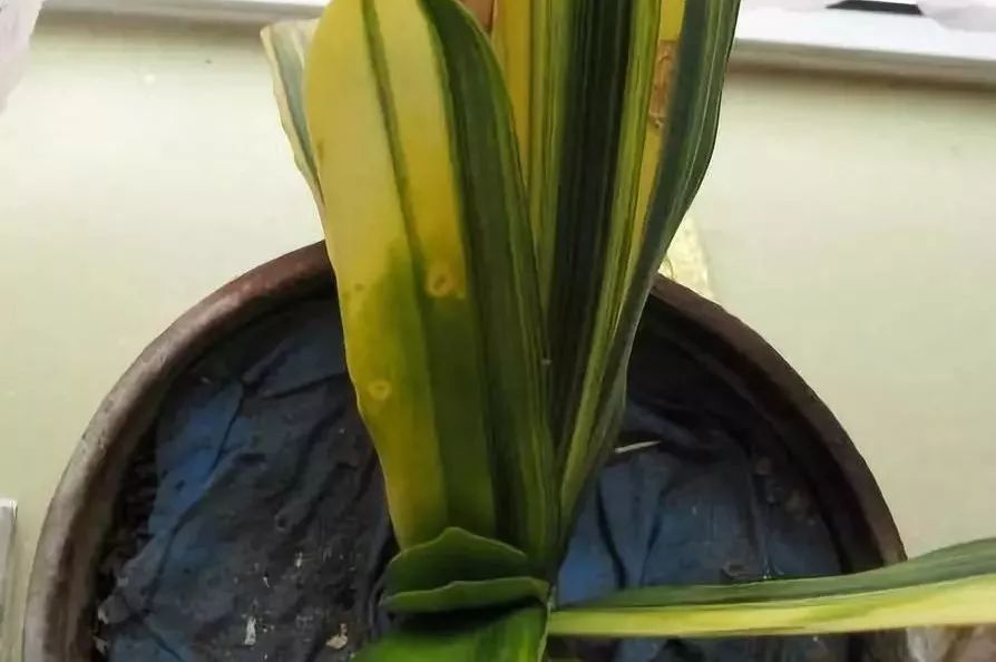 1个洋葱丢盆里，花朵砰砰开，一下能变2个头，省钱了！