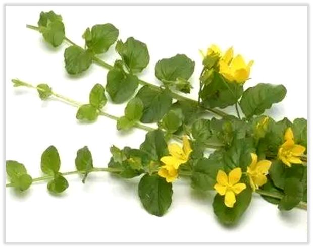 中药知识必学牛膝,中药知识必学昆布