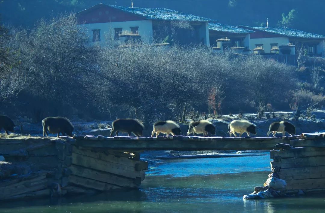 云南火腿分布图,云南火腿室内图片