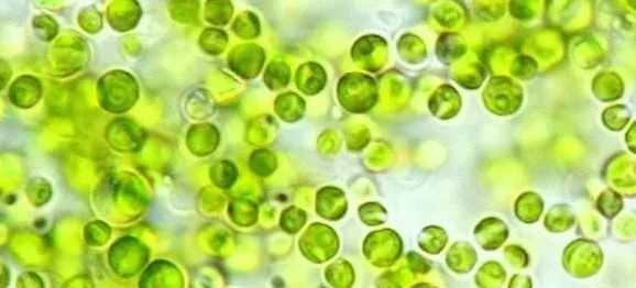 水产饲料成分说明,海水饲料