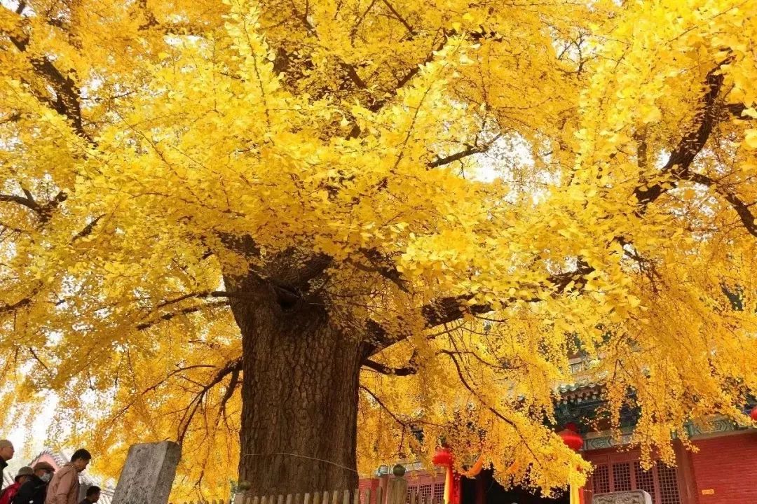 郑州欢迎你2018,2020郑州招才引智大会