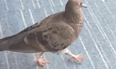 鸡头上装摄像头拍摄,鸡头摄像头拍摄视频