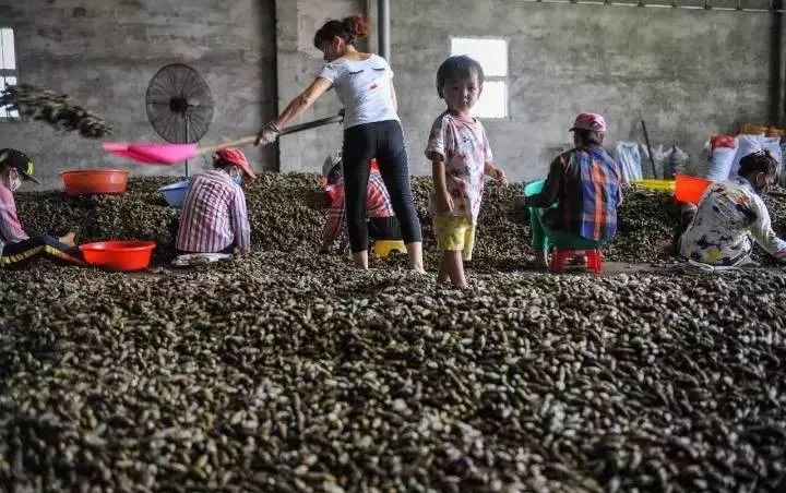 国家关于槟榔的最新消息,疯狂槟榔