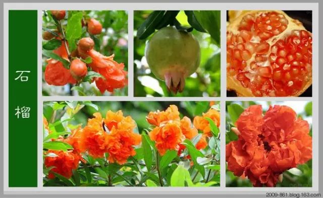 最全花品种,史上最简单的十种花