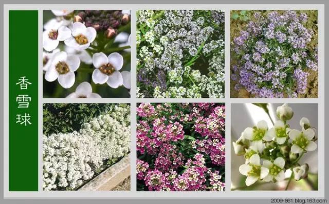 最全花品种,史上最简单的十种花