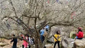 梁化梅园梅花开了吗,梁化梅园梅花观赏最佳时间