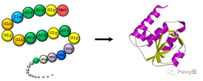 抗衰成分胜肽测评,抗衰六胜肽