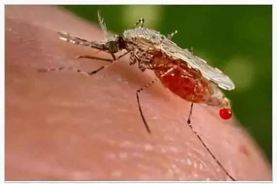 体温计最高温度为什么是42,体温计刻度只有42c正常吗