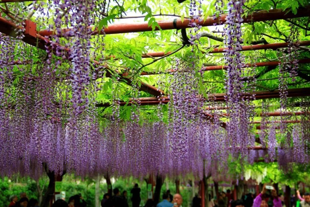 「收藏」不能错过的小美好！上海12个月行走指南来啦