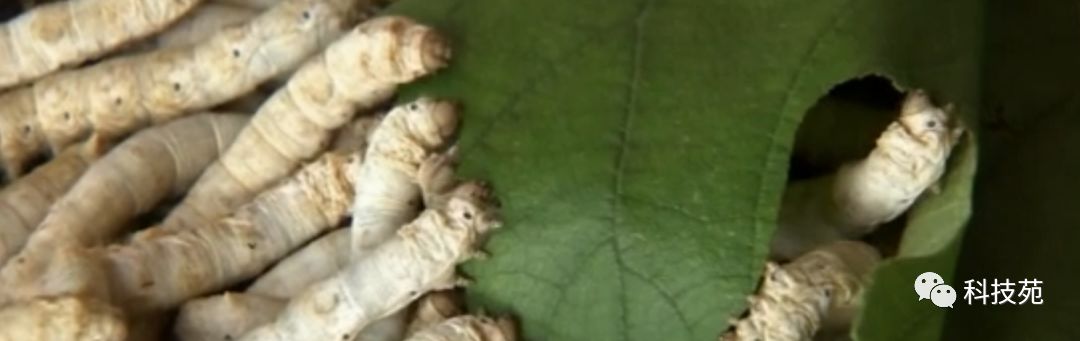 养一千只石蛙年收入多少,养2万只石蛙投资多少