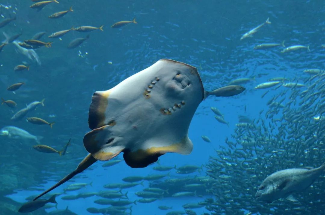 今天请允许我“皮”一下