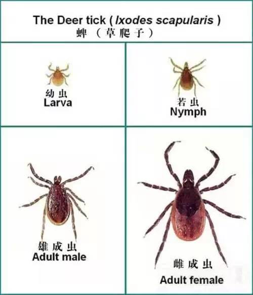 警惕这小虫,六安已有人因它致死!当下高发期!