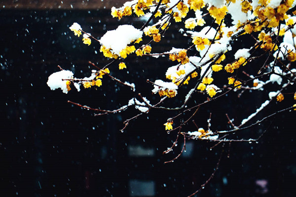 岁寒三友梅花诗词,岁寒三友诗句松竹梅