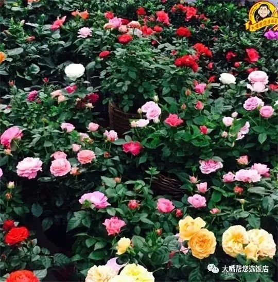 大连免费赏花好去处,逛遍大连