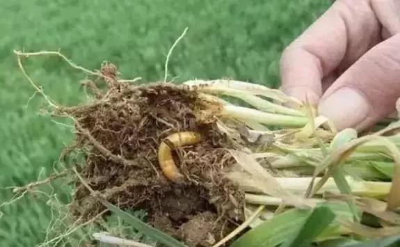 农作物害虫大全及防治,蔬菜害虫图片大全集