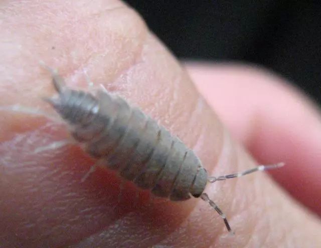 8种农药防治蔬菜害虫的药效试验,蔬菜害虫最佳防治方法