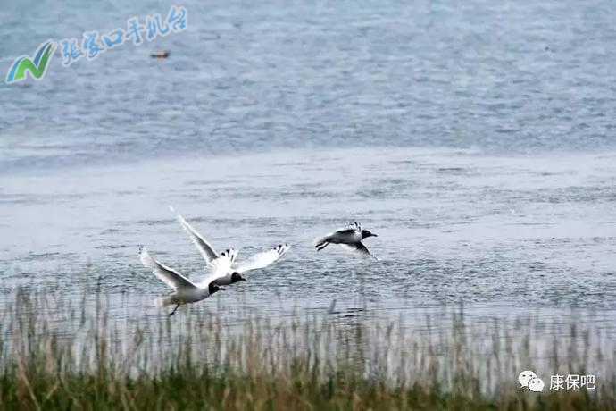 张家口新闻头条第一时间,张家口新闻广播今日头条