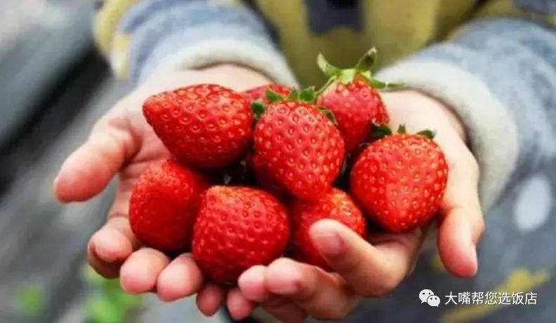 大连摘草莓一日游,大连摘草莓适合去的地方