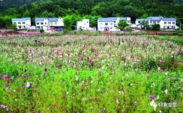 金堂赏花最佳地点时间,金堂赏花之梨花篇