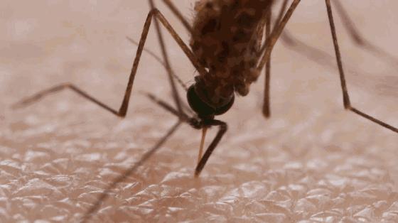 泰国防蚊虫叮咬药膏推荐,蚊子叮咬泰国青草膏哪种止痒最快