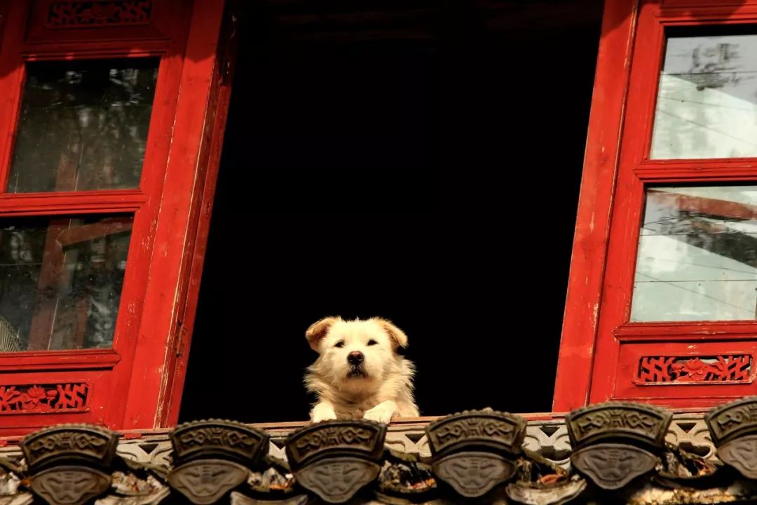 新年诗词十首精选,八首福气诗词送你新年满满的福气