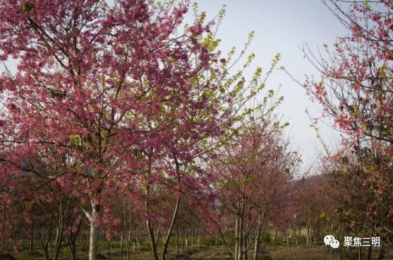 福建三明看樱花的地方,三明樱花在哪里