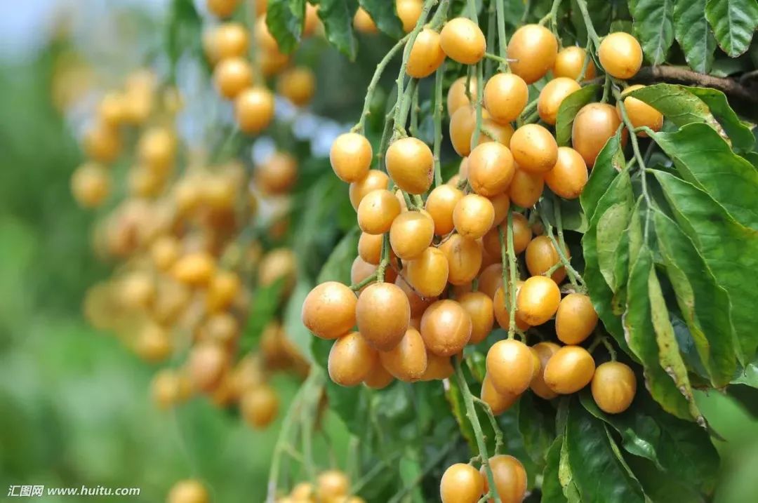 防城港好货,防城港哪里有干货批发