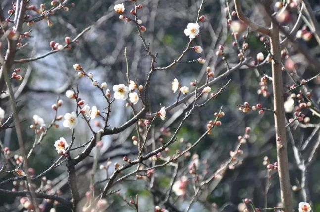 假期没玩够文旅,春节假期没有好好享受