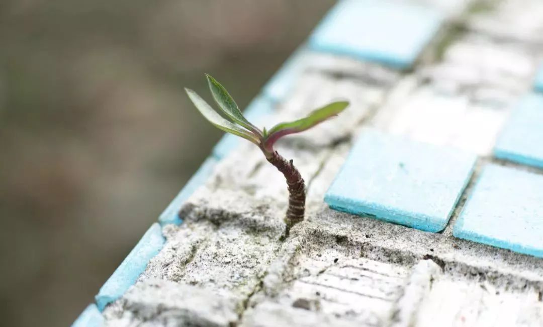 林清玄讲渡人如渡己,美文选读林清玄