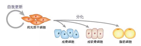 干细胞修复半月板损伤靠谱吗,中国哪里有干细胞治疗半月板损伤