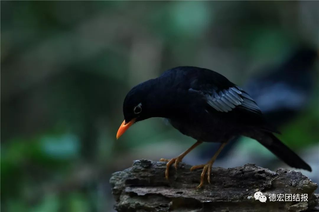 春天真的来了，这群鸟在瑞丽户瓦山大秀恩爱！
