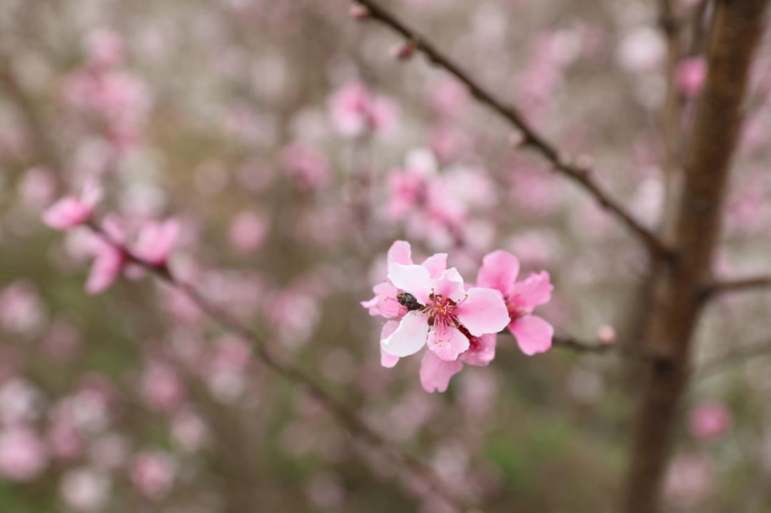 发耳镇樱桃花航拍视频出炉！敢不敢来行一场飞花令？开始！
