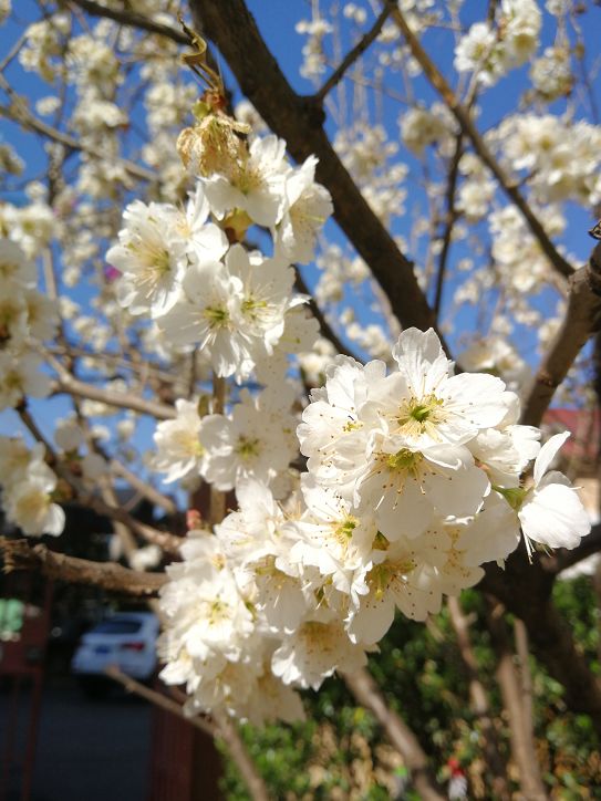 发耳镇樱桃花航拍视频出炉！敢不敢来行一场飞花令？开始！