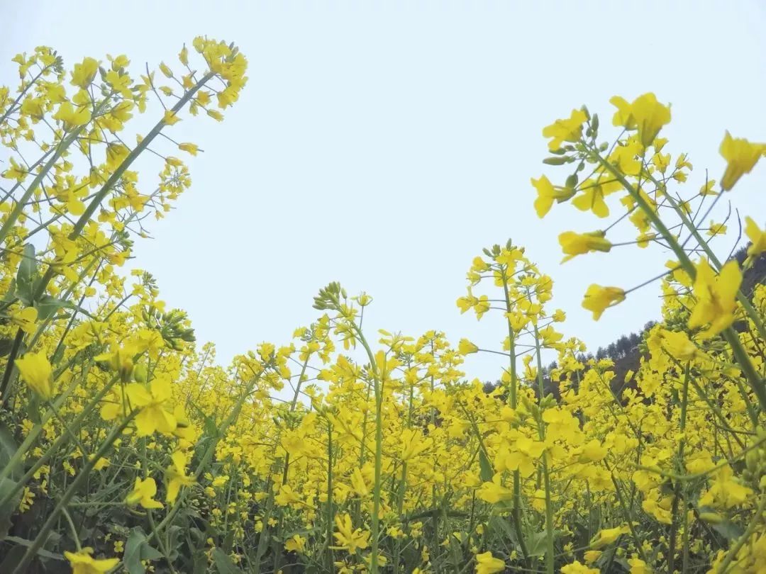 汉中5月玩的地方推荐,汉中四月好玩的地方推荐