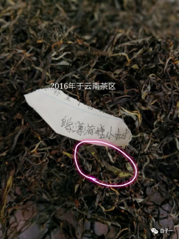 「子一茶课堂」茶里的黄片到底是什么？