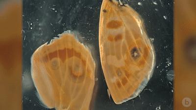 你见过企鹅破壳的瞬间吗,你见过企鹅下蛋吗