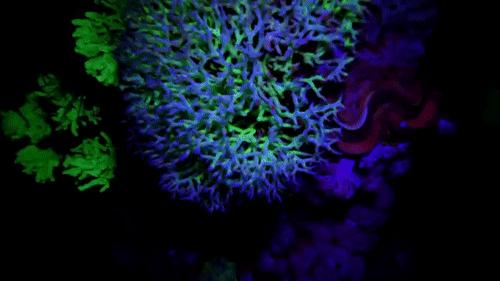 你见过企鹅破壳的瞬间吗,你见过企鹅下蛋吗