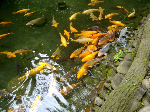 森林氧吧呼吸最新鲜的空气,森林氧吧对身体的好处