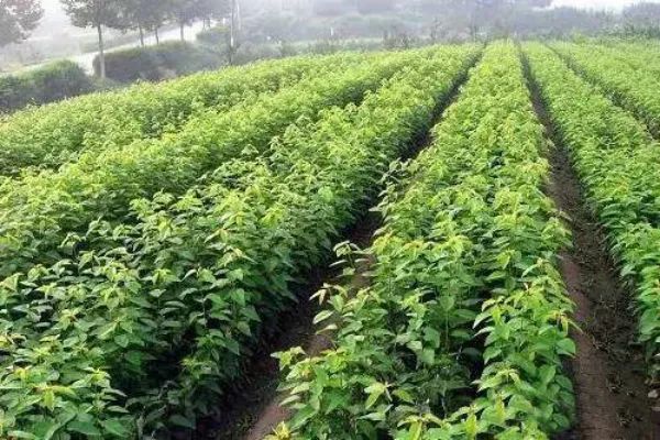 致富能人带领农村脱贫,致富能人