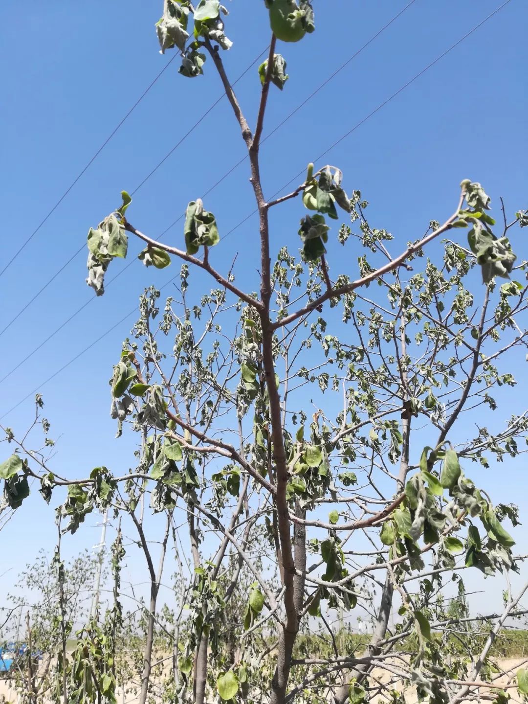 寡妇年真的有倒春寒吗,2019年是不是寡妇年