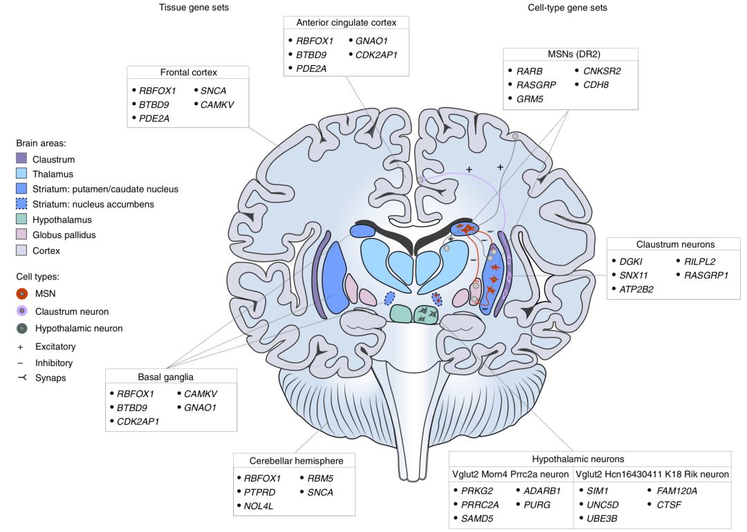 《自然》子刊：失眠也是天注定？！迄今最大规模基因组研究发现202个失眠相关基因座，并表明失眠基因与精神类疾病高度重合丨科学大发现