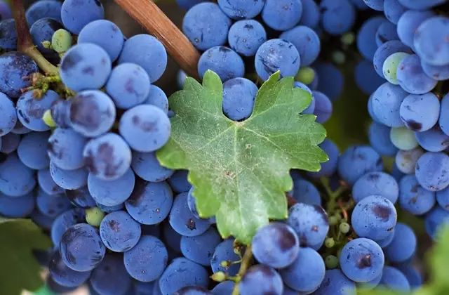 钃濈嫯搴勫洯姊呮礇绾㈣憽钀勯厭,闃冲厜涔嬪潯姊呮礇绾㈣憽钀勯厭