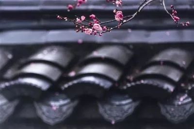 免费开放会文雅！诸暨“梅痴”耗时36年打造一座隐世“梅山”……