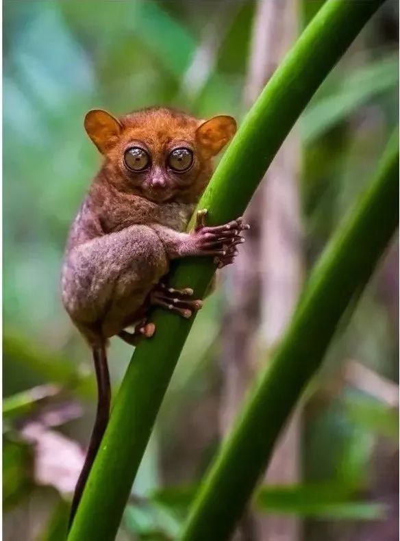 宿务飞大陆,宿务6天旅行