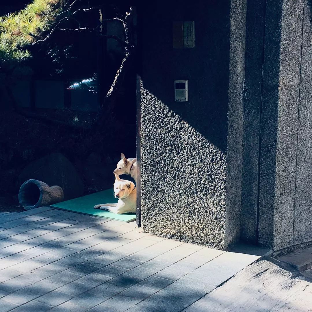 韩国旅游购物必买零食,韩国购物值得买的吃的
