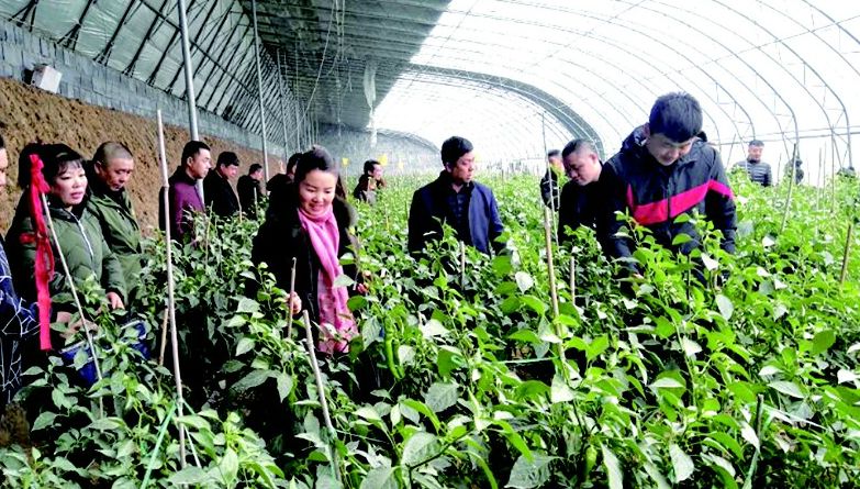 「吉农采风」吉林青年农场主，走进临沂学本领
