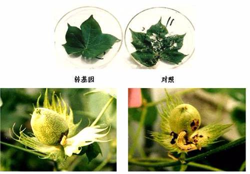 基因编辑与生物安全,基因编辑动物合法吗