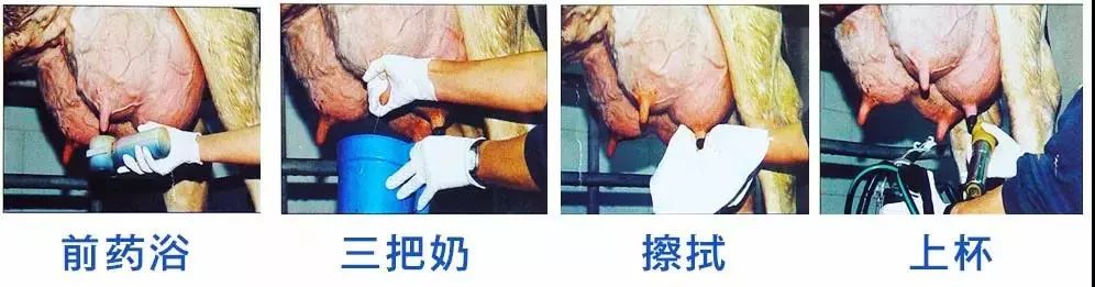 挤奶曲线解读（上）：到底什么是好的挤奶流程，挤奶曲线说了算