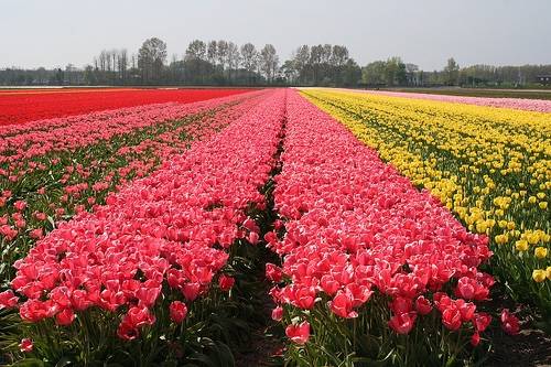 走进荷兰“花花世界”，五大赏花攻略总有一款适合您！骑行/直升机，逛花园花田，跟着花农的脚步走过这个春天